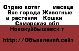 Отдаю котят. 1,5 месяца - Все города Животные и растения » Кошки   . Самарская обл.,Новокуйбышевск г.